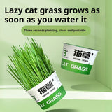 Paila Hydroponic Cat Grass