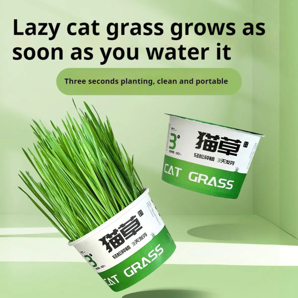 Paila Hydroponic Cat Grass