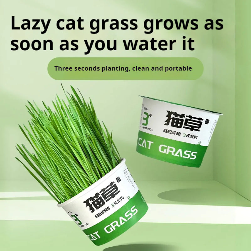 Paila Hydroponic Cat Grass